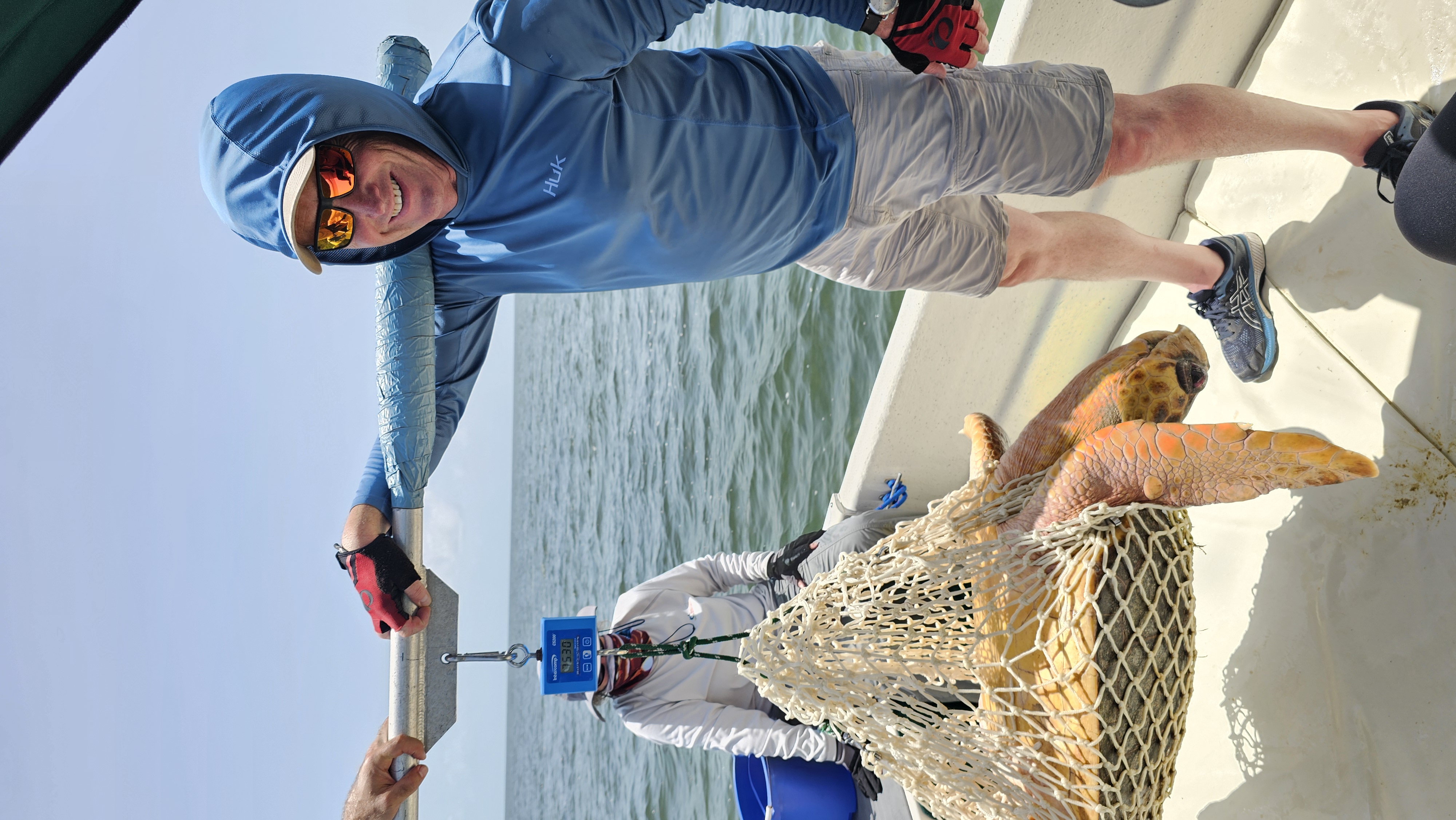 Field crew weighing a loggerhead sea turtle in a net using a hanging digital scale
